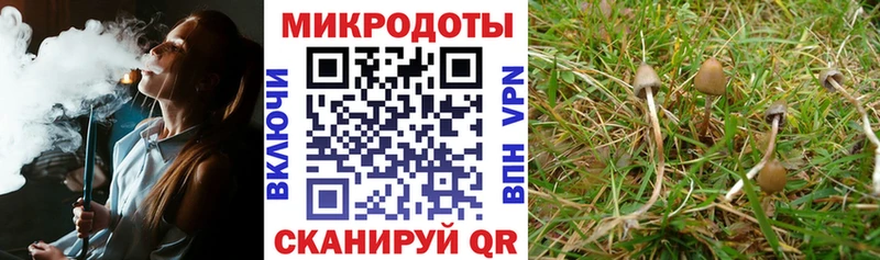 Купить  Бердск  Галлюциногенные грибы Psilocybine cubensis 